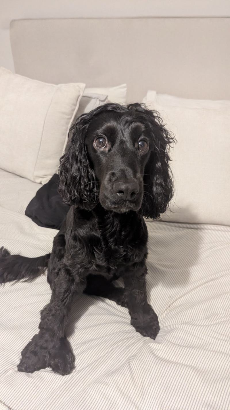 Mila, a black cocker spaniel, sitting on a cream striped bed and looking up at the camera